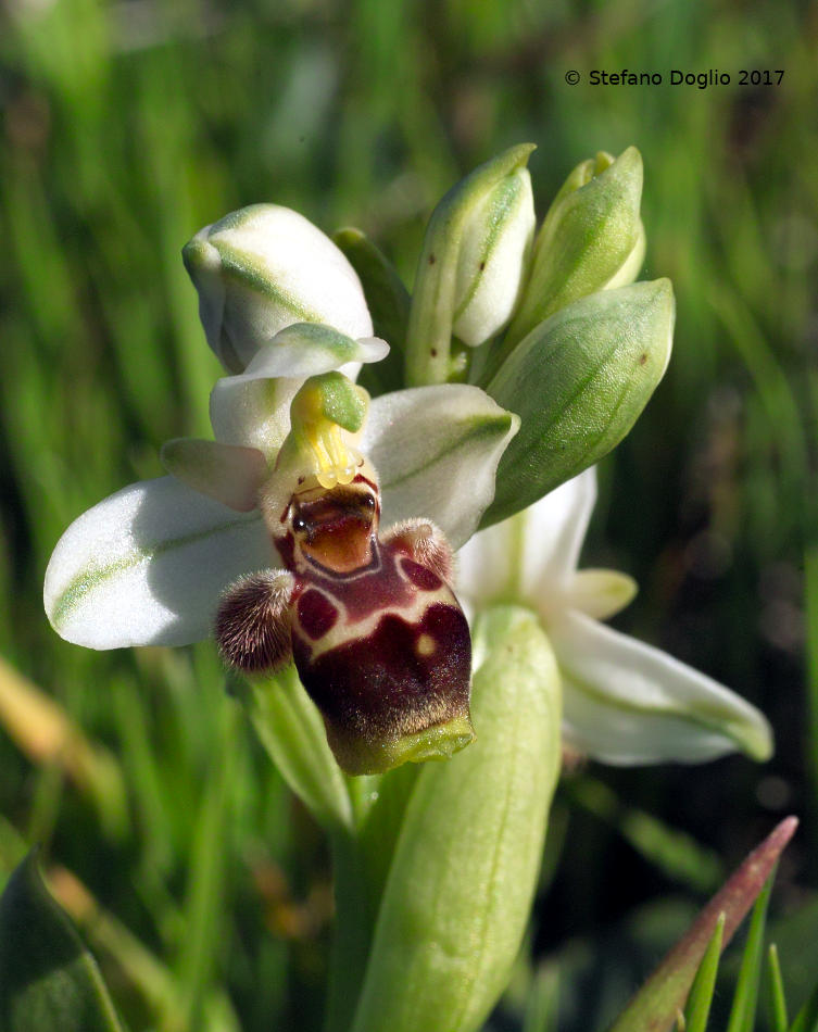 Ophrys umbilicata Desf. subsp. umbilicata [(=O. carmeli) Israele]